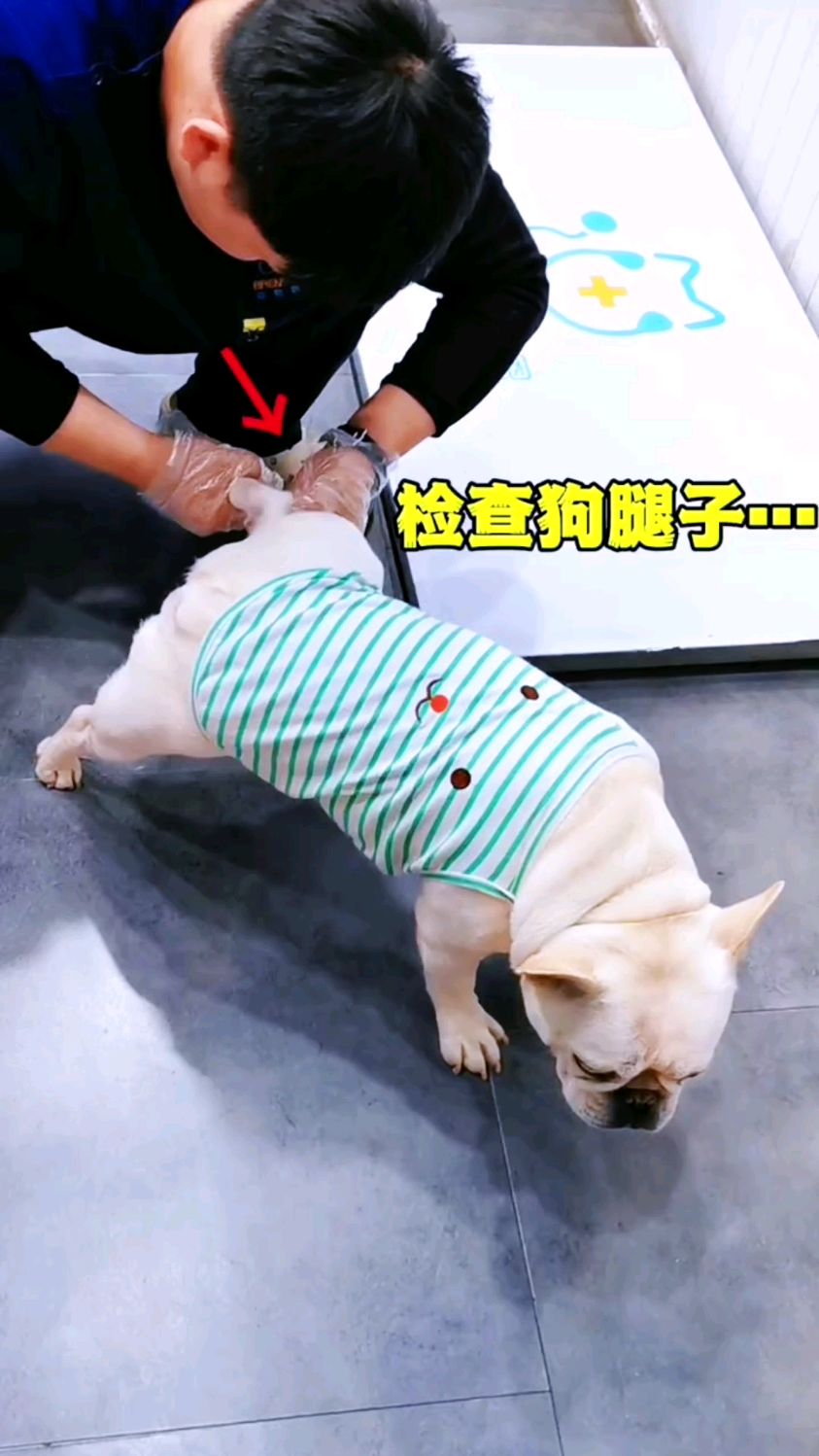 你知道鲨鱼软骨素对狗狗关节的重要性吗?