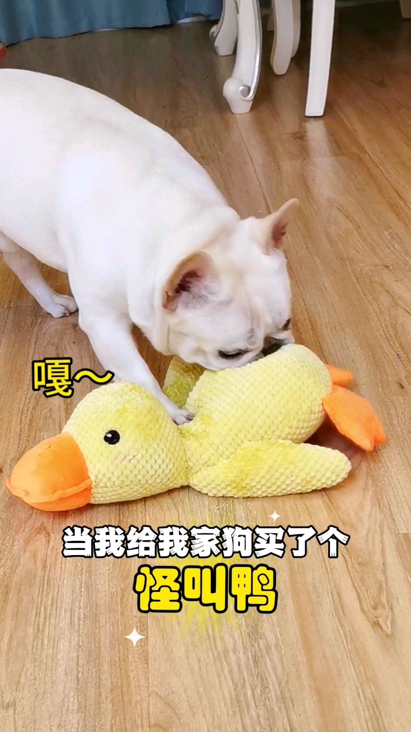 会嘎嘎叫的小黄鸭!二狗子都要疯了!再也不会因为独自在家无聊了