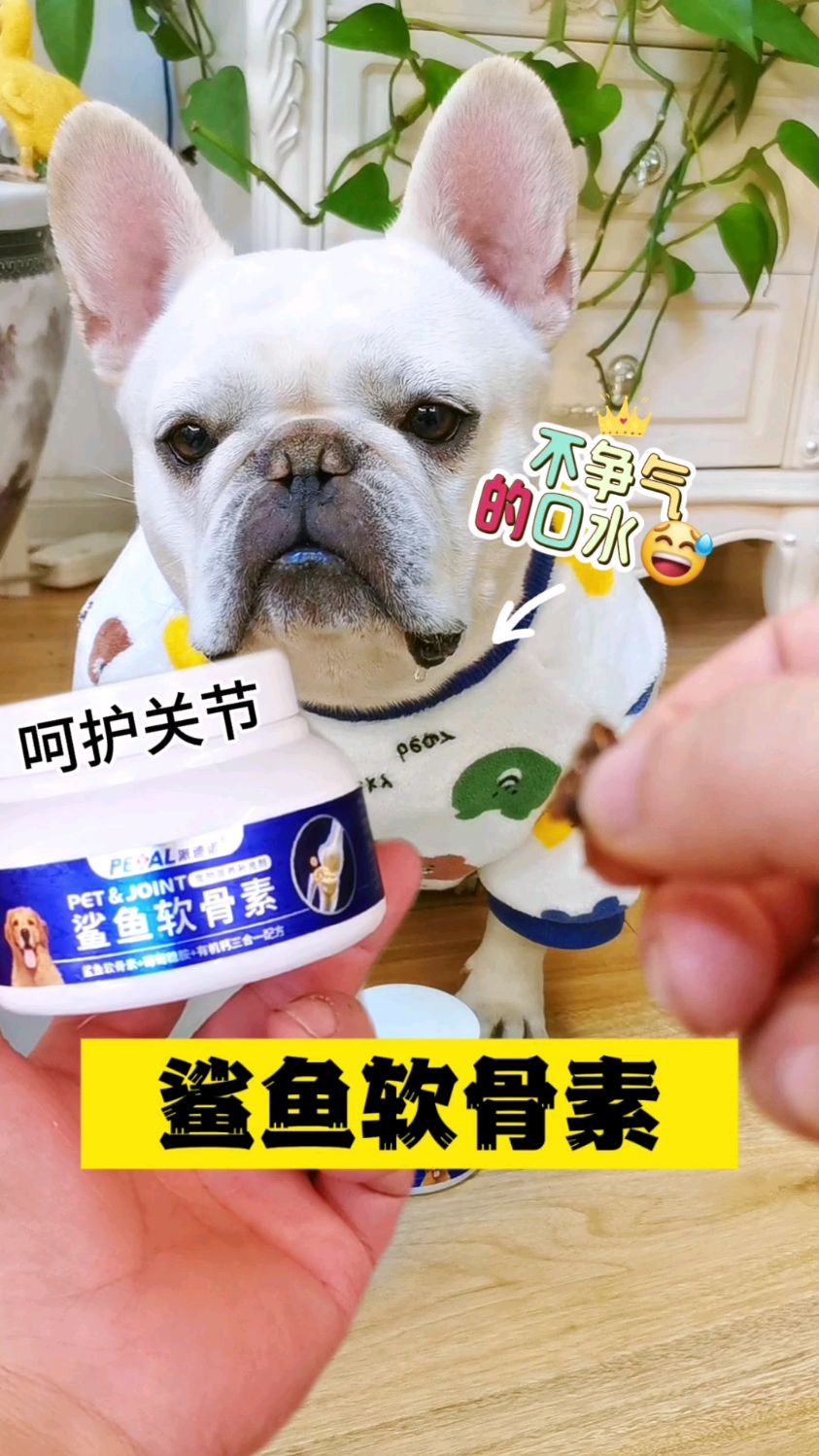 狗狗关节一旦出现问题,基本是不可逆的!一定要补充鲨鱼软骨素!