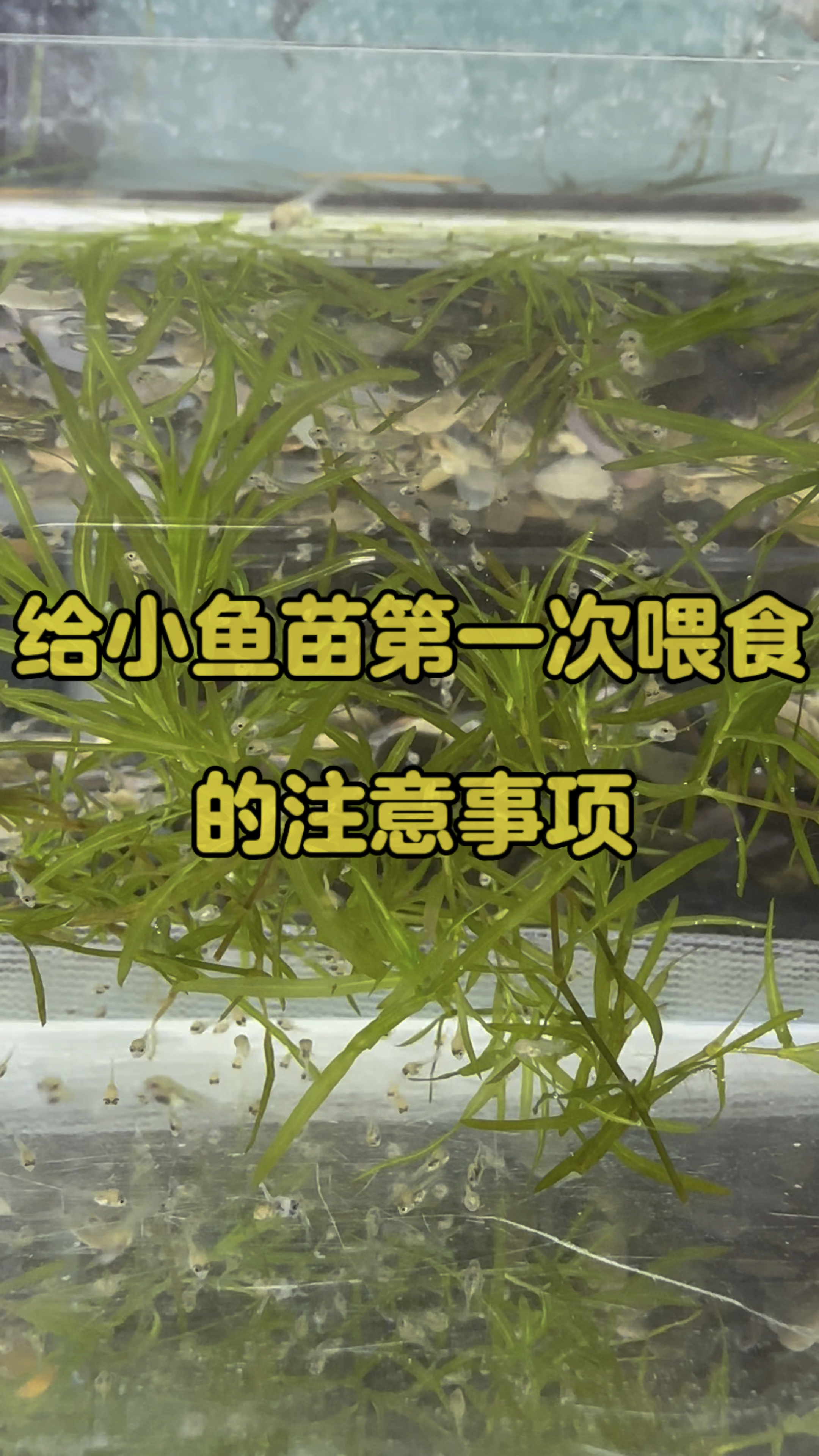 给刚孵化起飞的小鱼苗喂开口粮要注意的事项,做到了你的小鱼崽崽也能茁壮成长噢