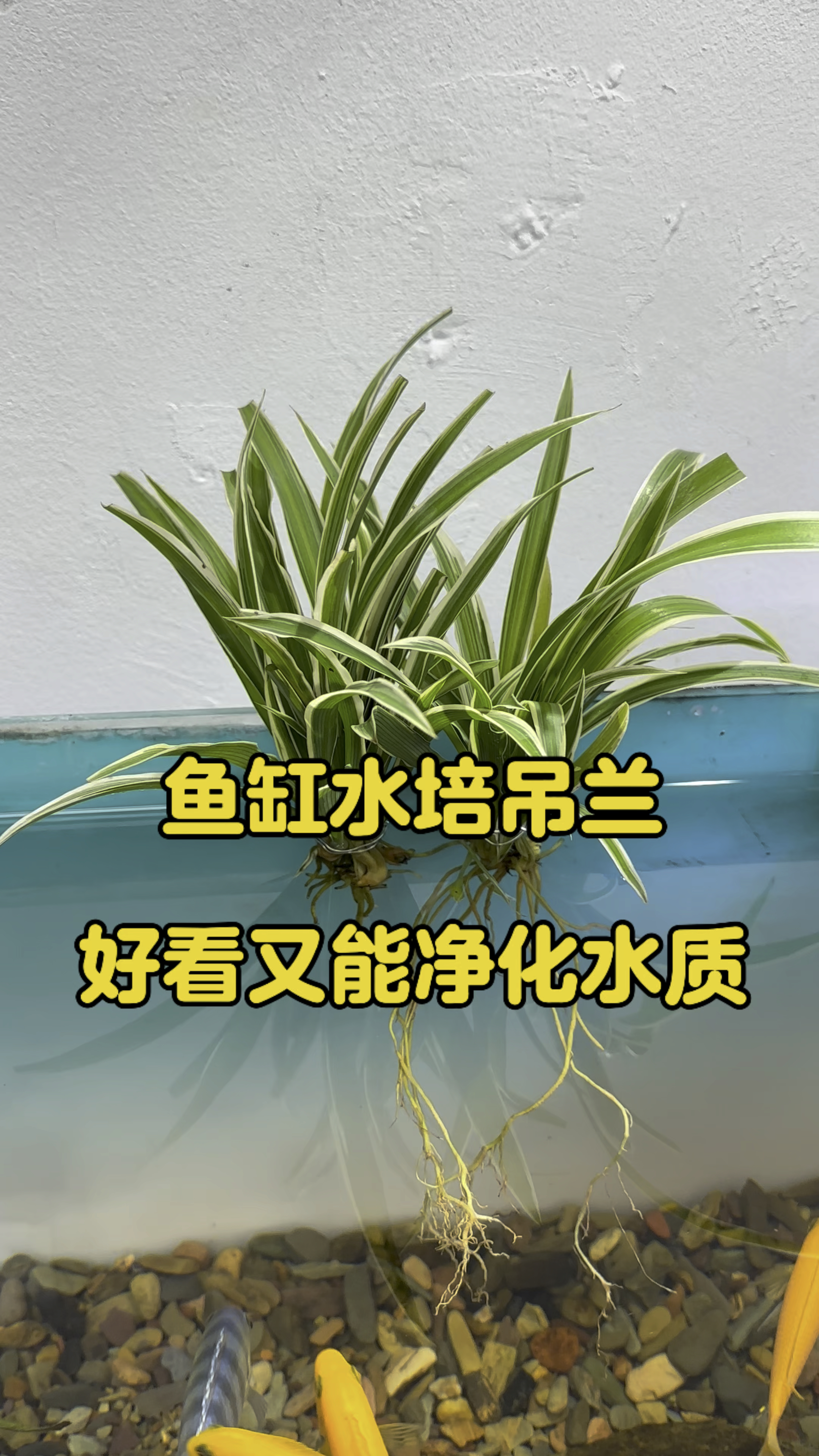 鱼缸水培吊兰,方法简单,好看又好养