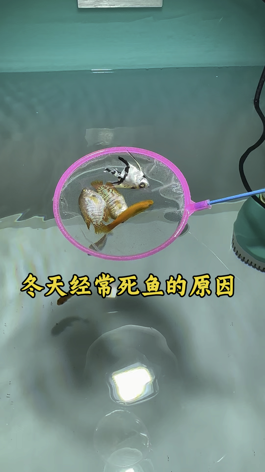 冬天里鱼缸经常死鱼的原因
