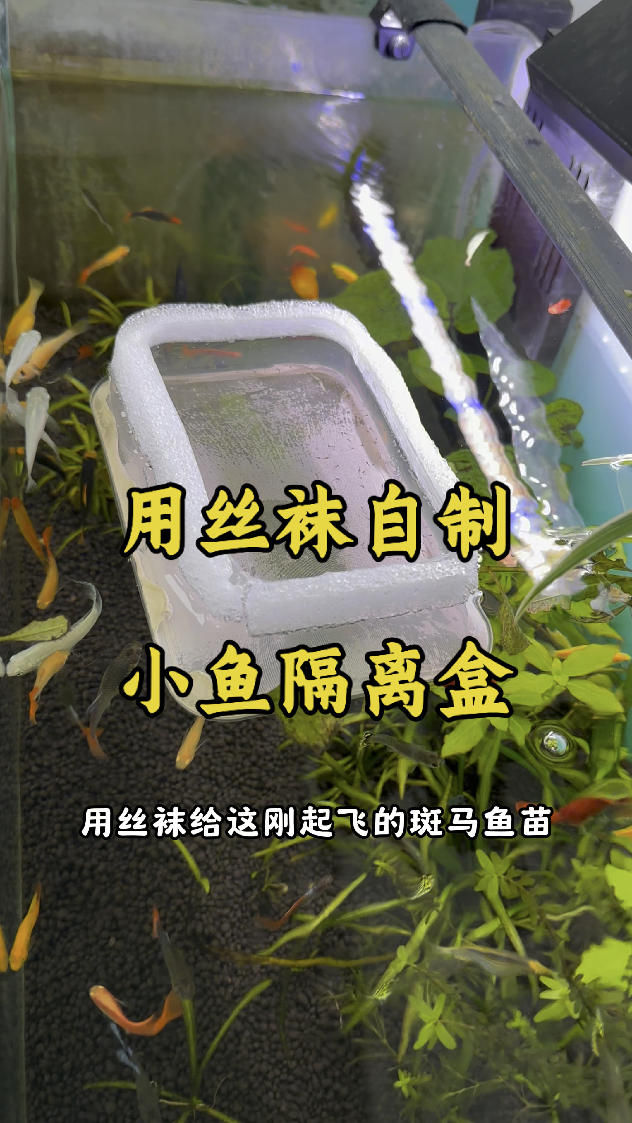 用丝袜制作了一个小鱼隔离盒,放在有加热棒的鱼缸里,这样大鱼小鱼都能暖暖的过冬了
