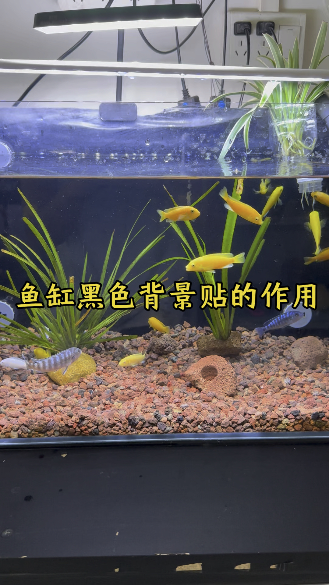 鱼缸贴黑色背景贴的作用