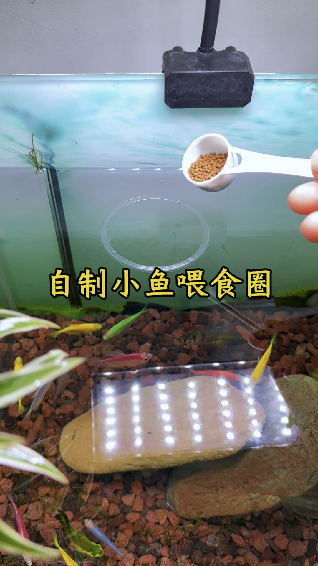 用一次性杯子制作简易小鱼喂食圈