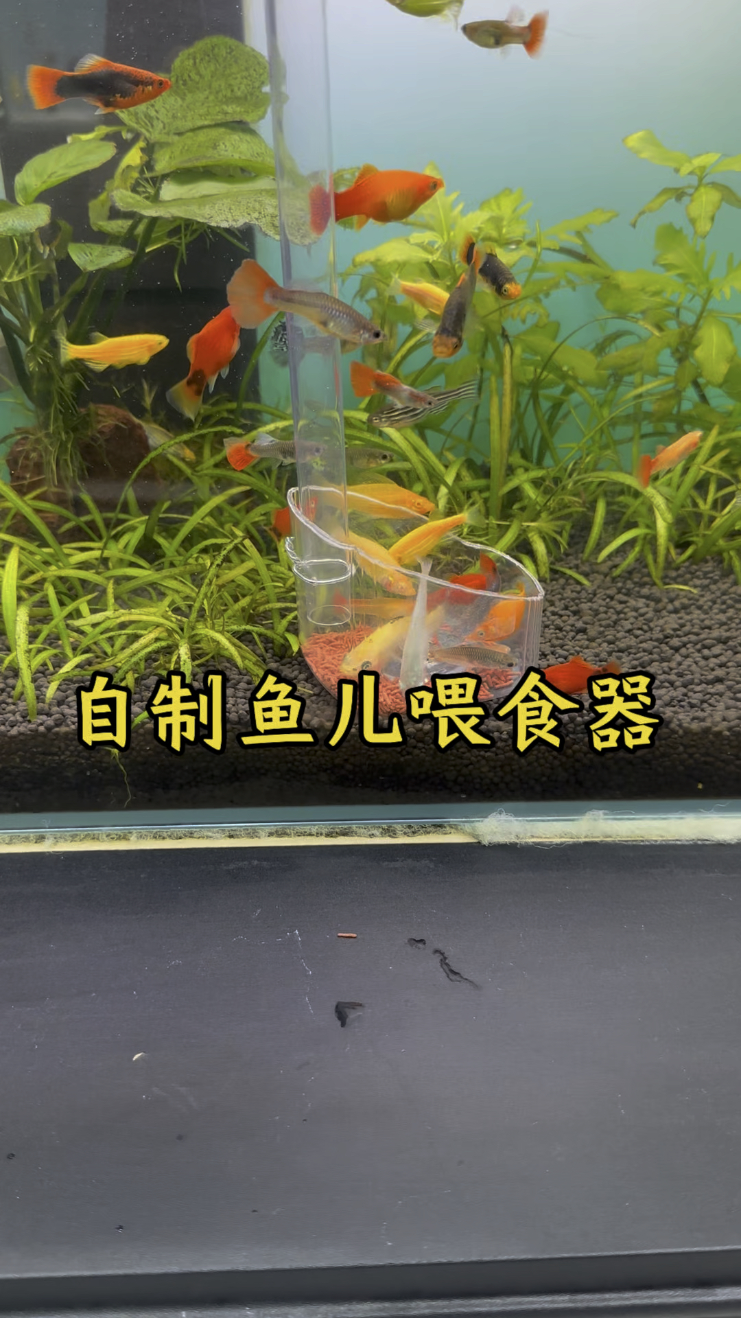 自制鱼儿喂食器,再也不用担心鱼粮落在底沙里而污染水质了,还能让鱼儿学会定点干饭