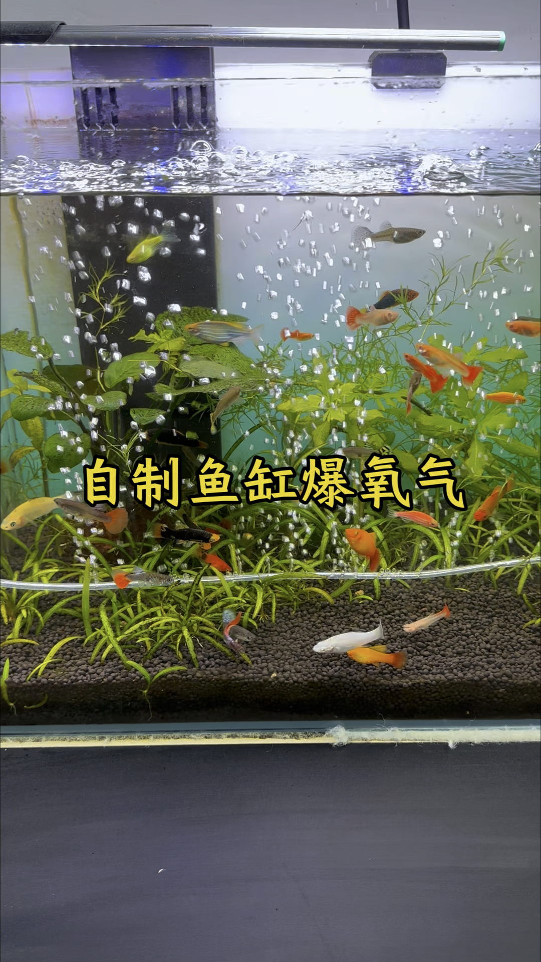 自制鱼缸瀑布爆氧气