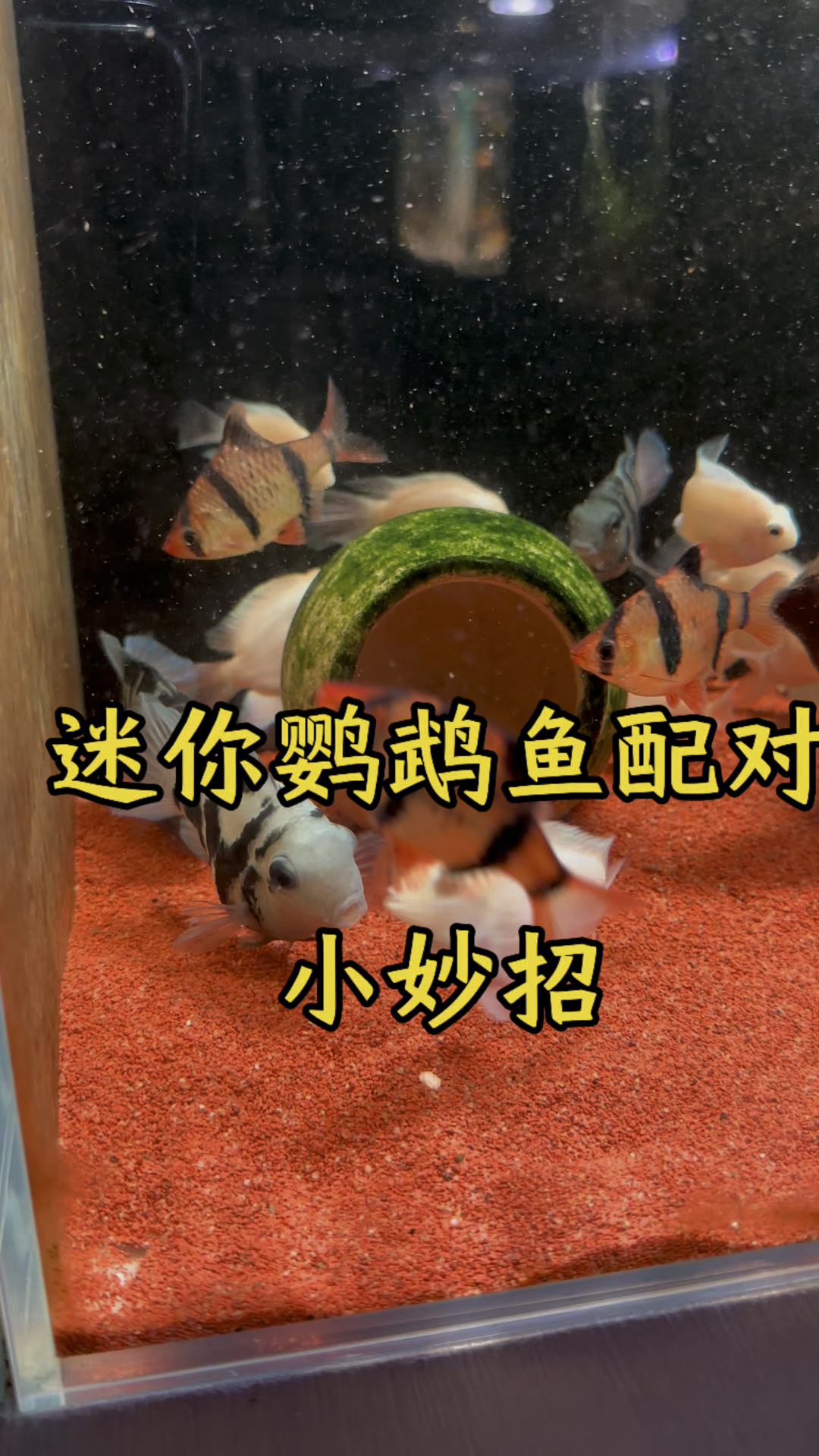 迷你鹦鹉鱼配对繁殖小妙招