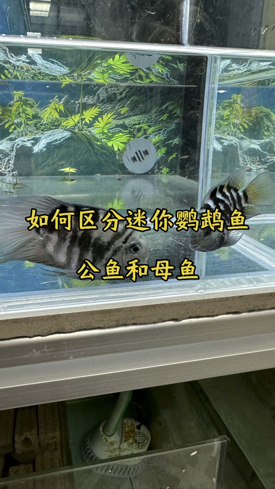 如何区分迷你鹦鹉鱼的公鱼和母鱼