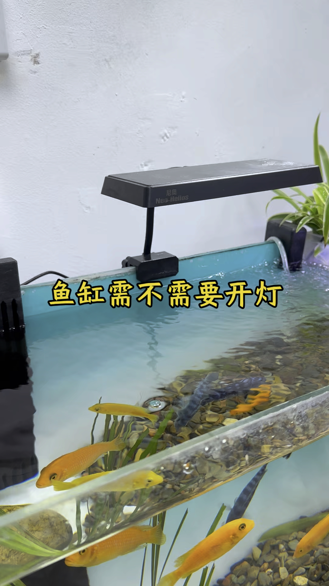 鱼缸需不需要开灯