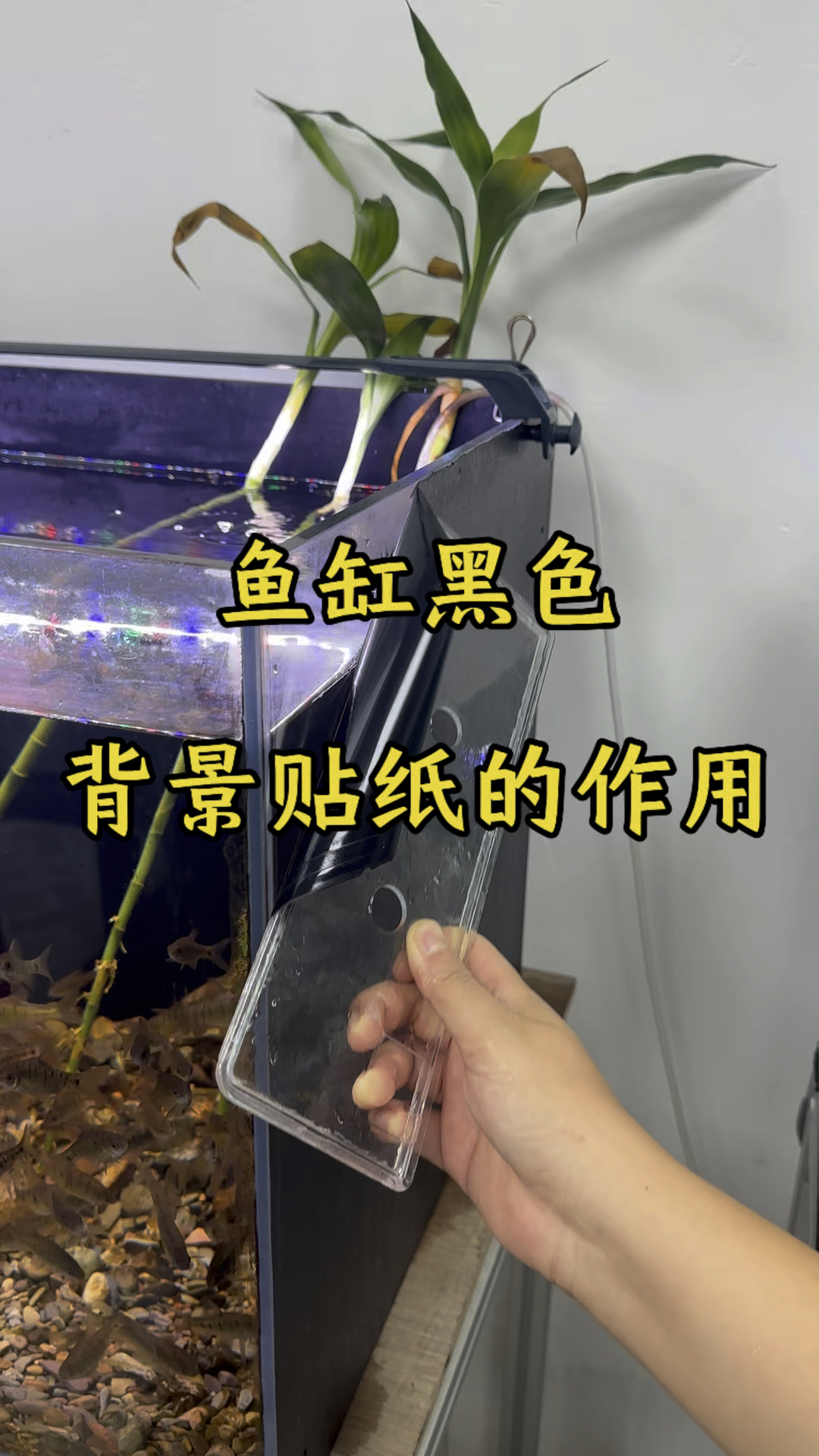 鱼缸贴黑色背景贴纸的作用