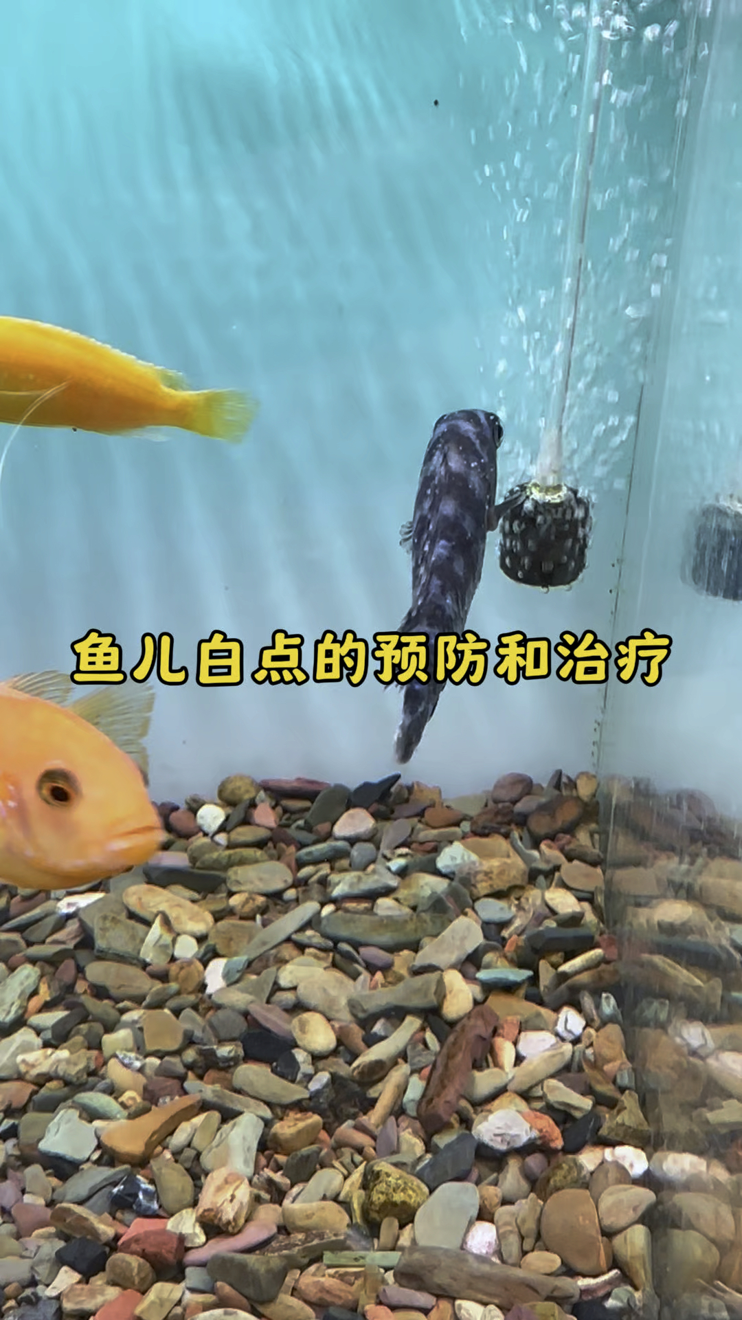 鱼儿白点怎么预防和治疗