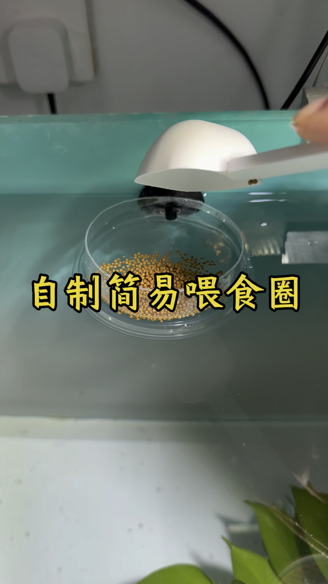 自制鱼缸简易喂食圈