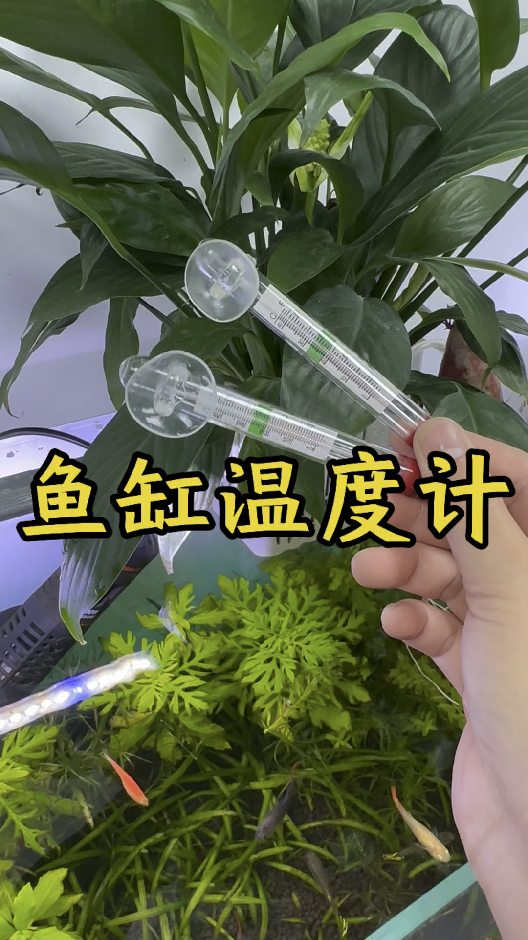 鱼缸温度计,养鱼的标配