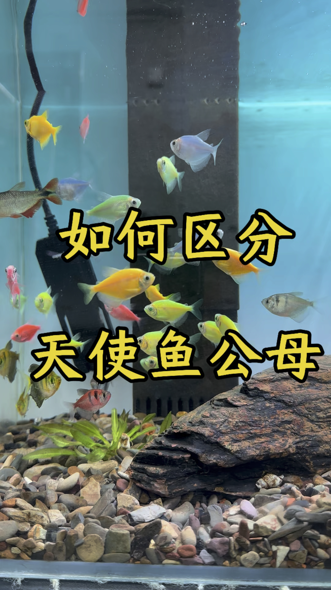 天使鱼如何区分公母,总的来说公鱼比母鱼好看