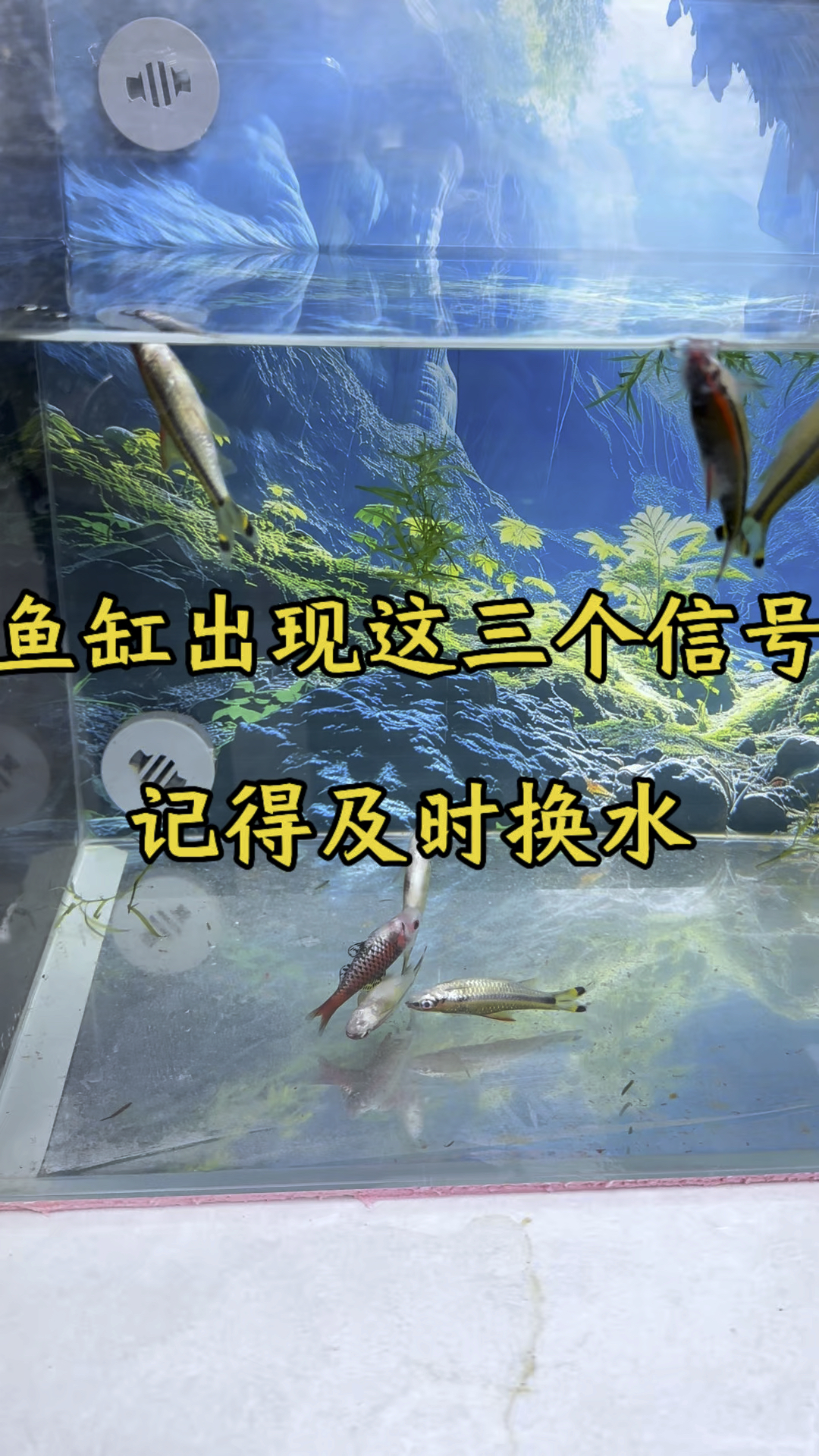 鱼缸出现了这三个直观的信号,一定要及时换水噢