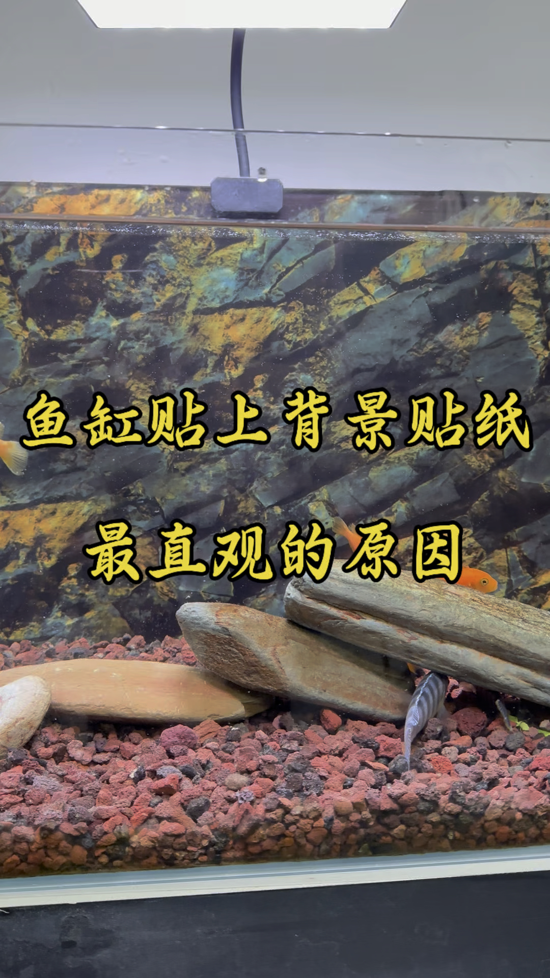 鱼缸贴背景贴纸最直观的原因