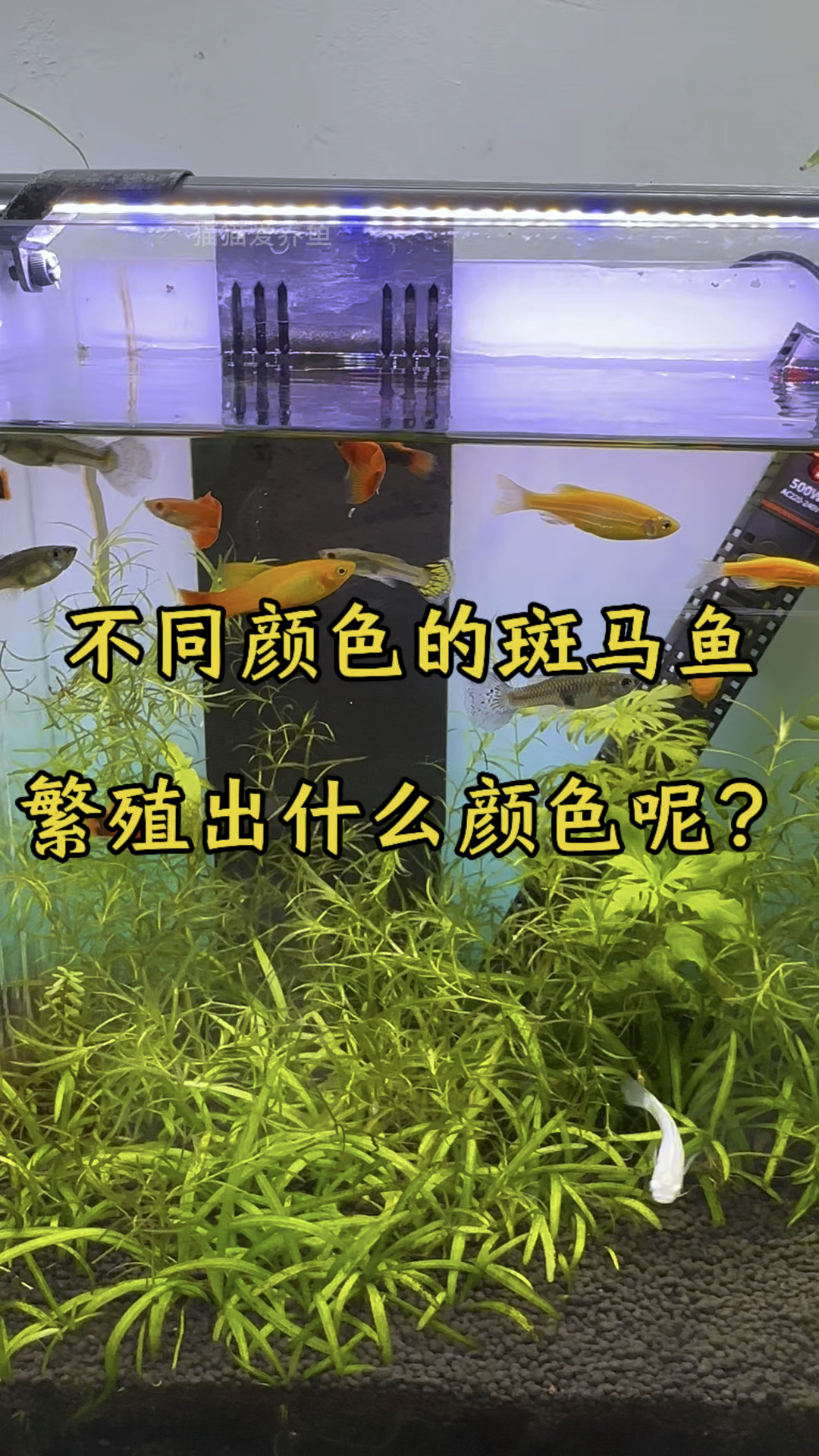 大家知道不同颜色的公母鱼一起繁殖出来的小鱼是什么颜色吗?