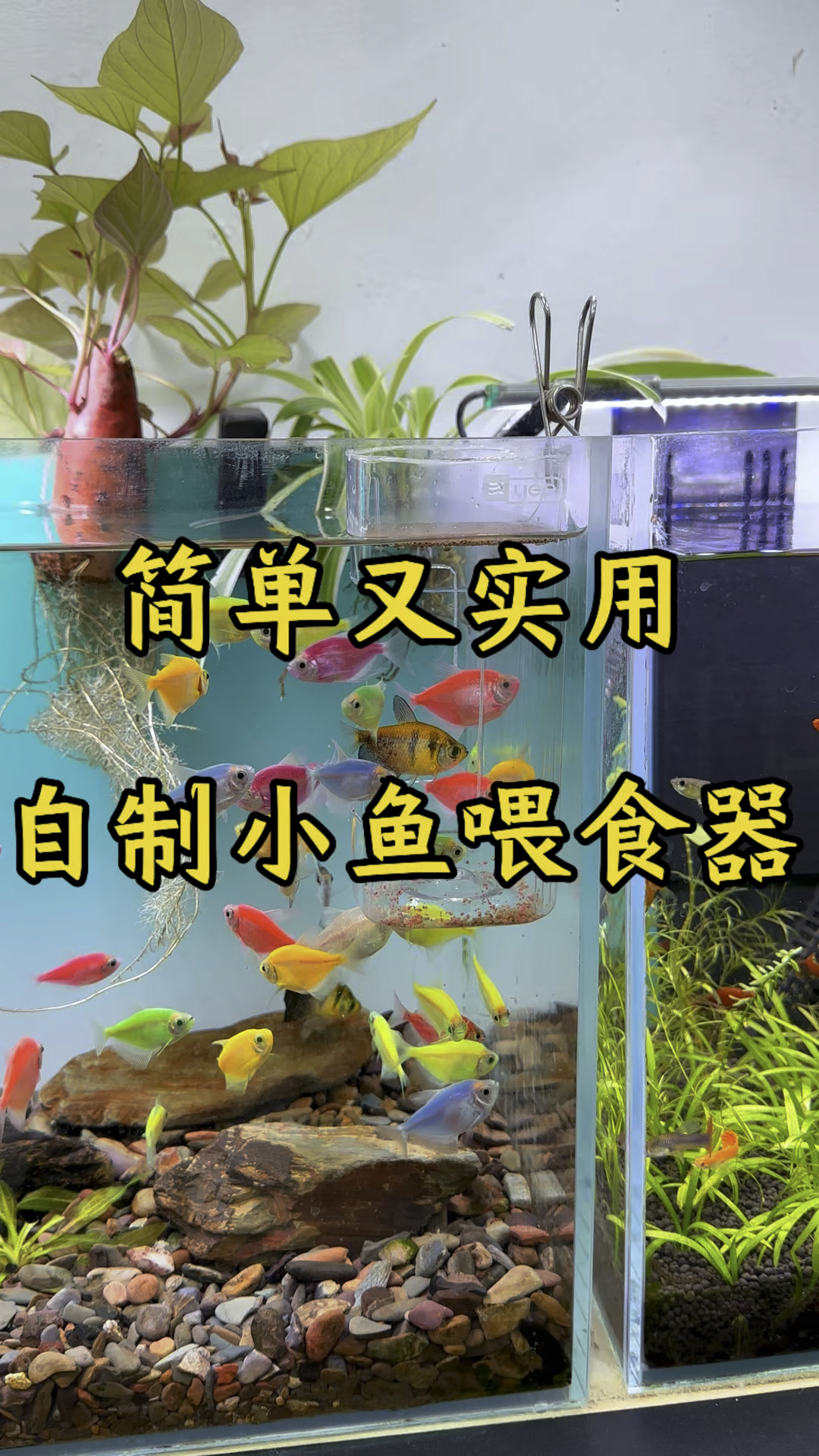自制简单又实用的小鱼喂食器