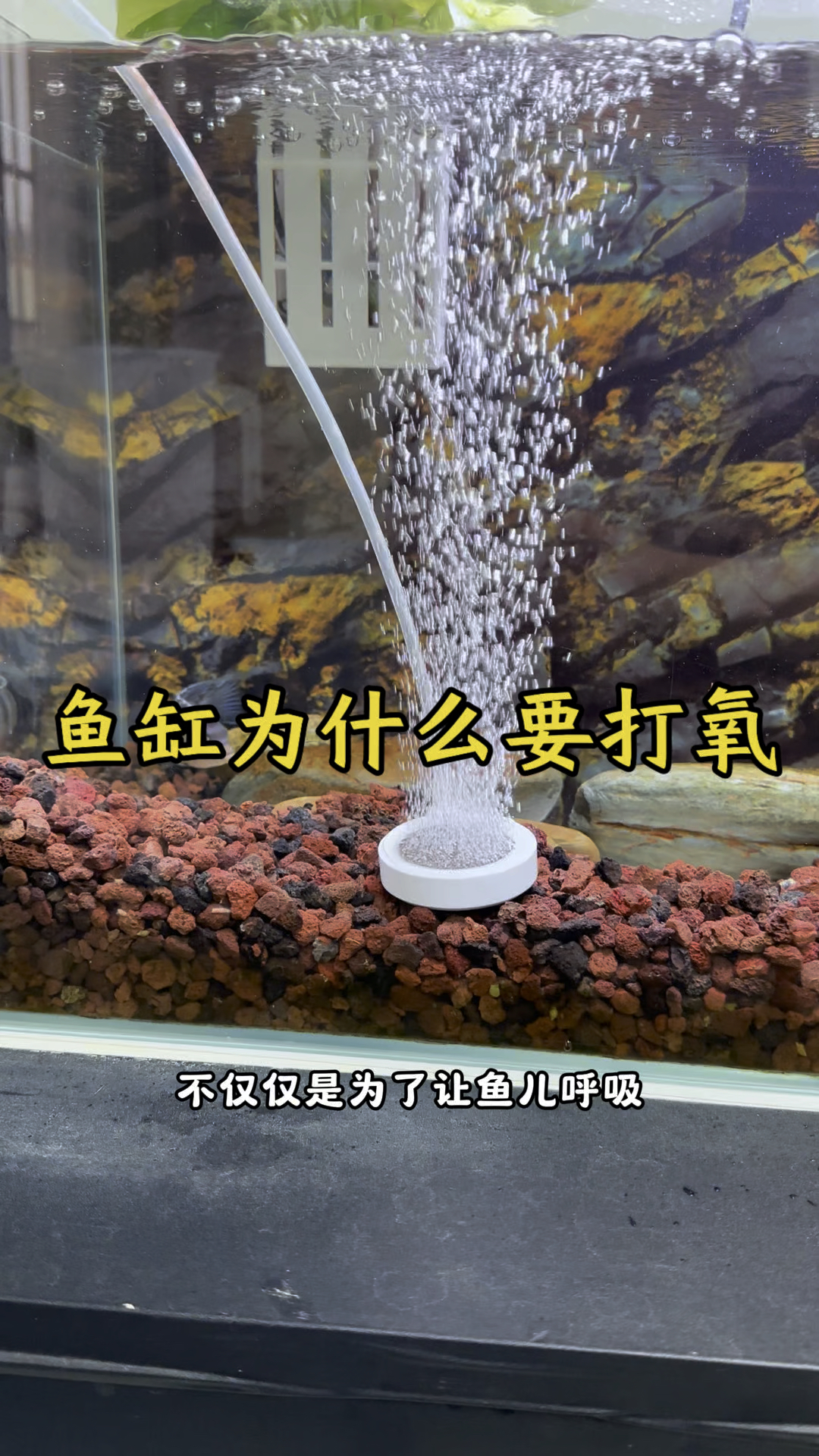 其实,鱼缸打氧不仅仅是为了让鱼儿呼吸,还能促进水流的循环,让鱼儿更健康活跃