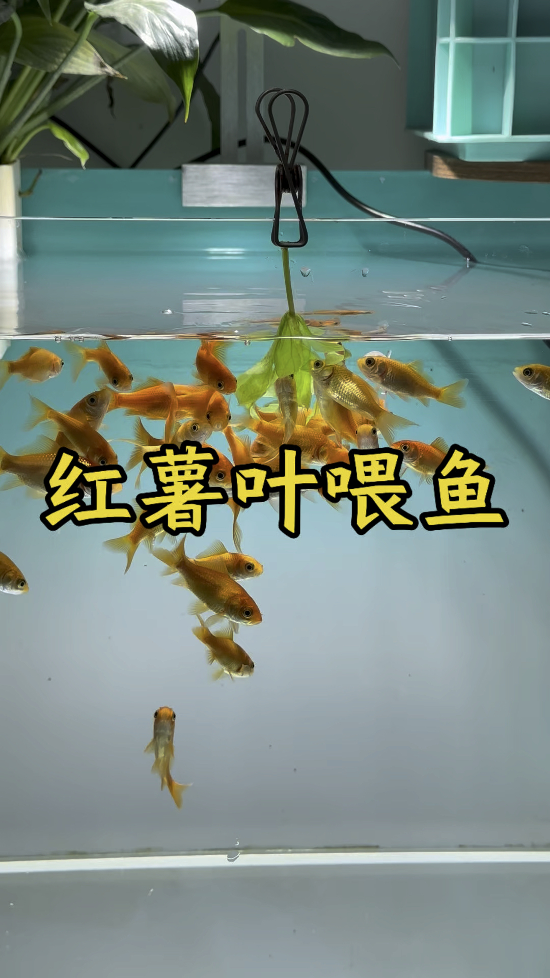 鱼缸水培出来的红薯叶不仅美观还可以用来喂鱼“取之于鱼,用之于鱼”