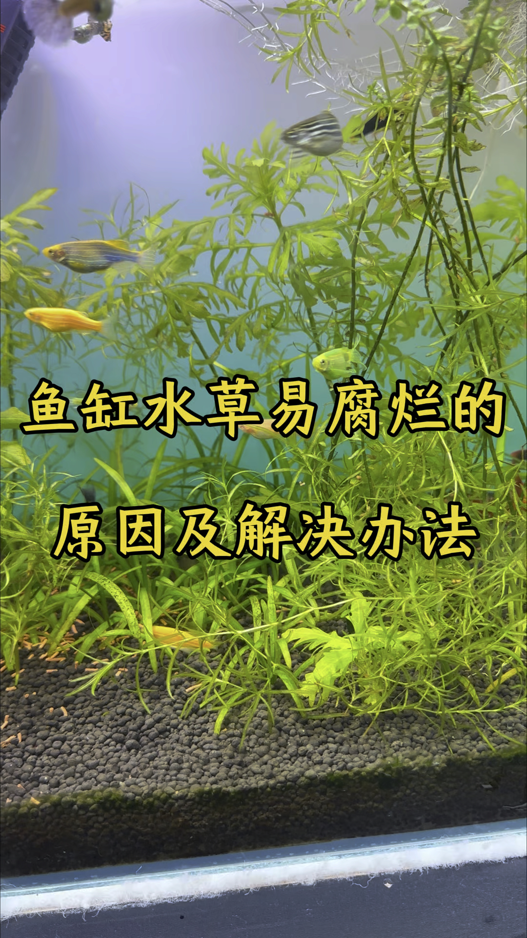 鱼缸里的水草容易腐烂的原因和解决办法