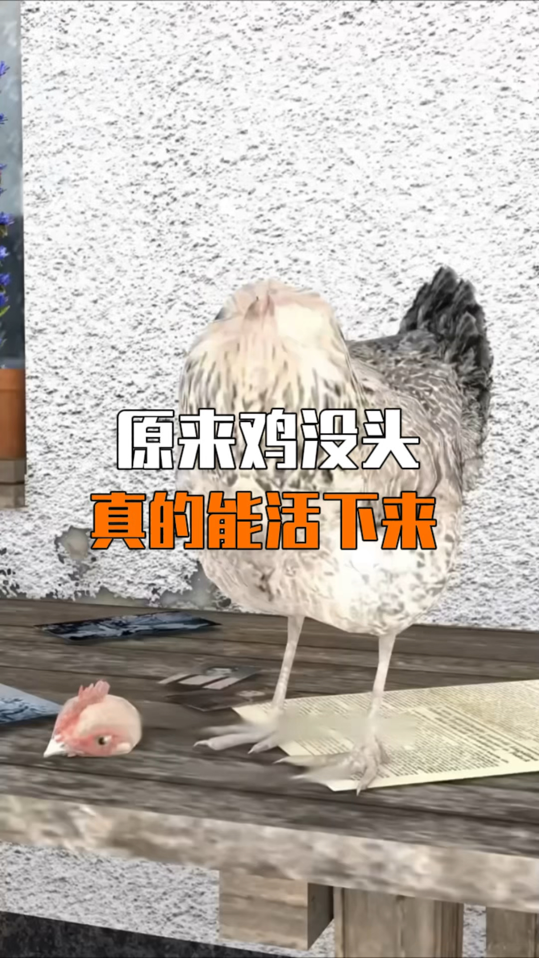 原来无头鸡麦克也能活下来,还能帮主人赚钱