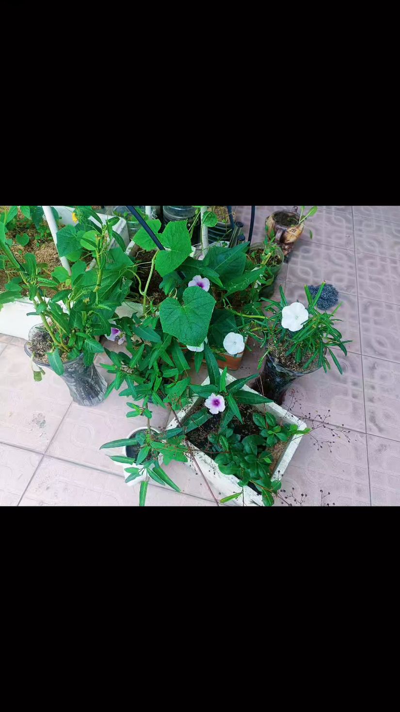 空心菜我认识7种,三叉、圆叶、白杆、柳叶、大叶、细杆、紫色