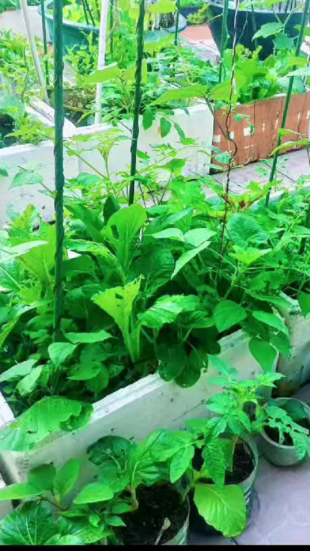 2024年,12月份在楼顶种的各种青菜,好多青菜都开花长菜心了