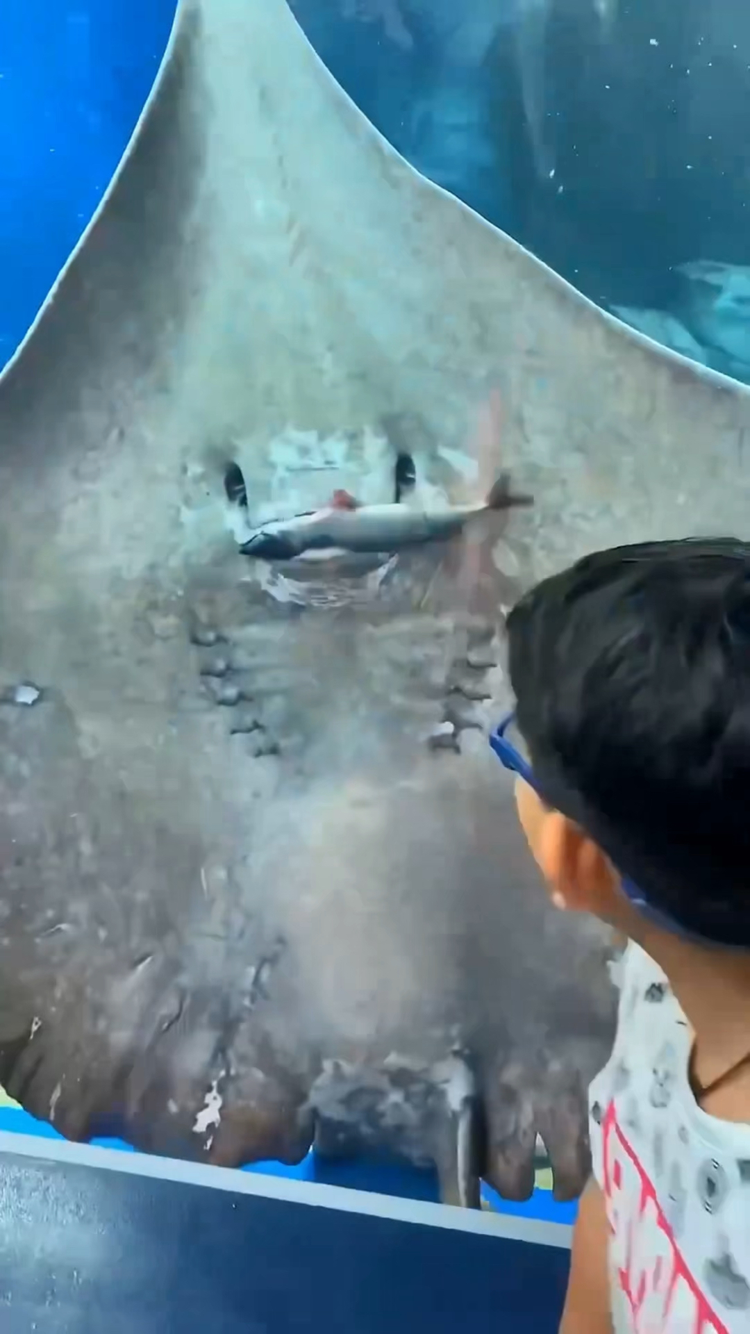 你知道黄貂鱼有多危险吗