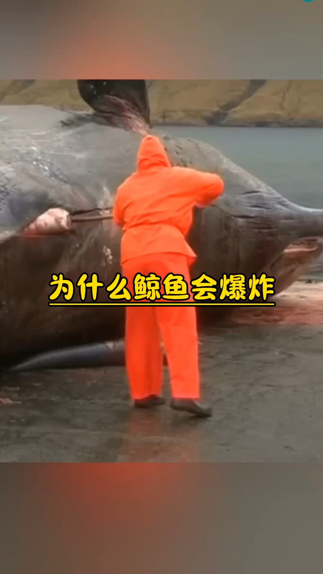 为什么鲸鱼尸体会爆炸