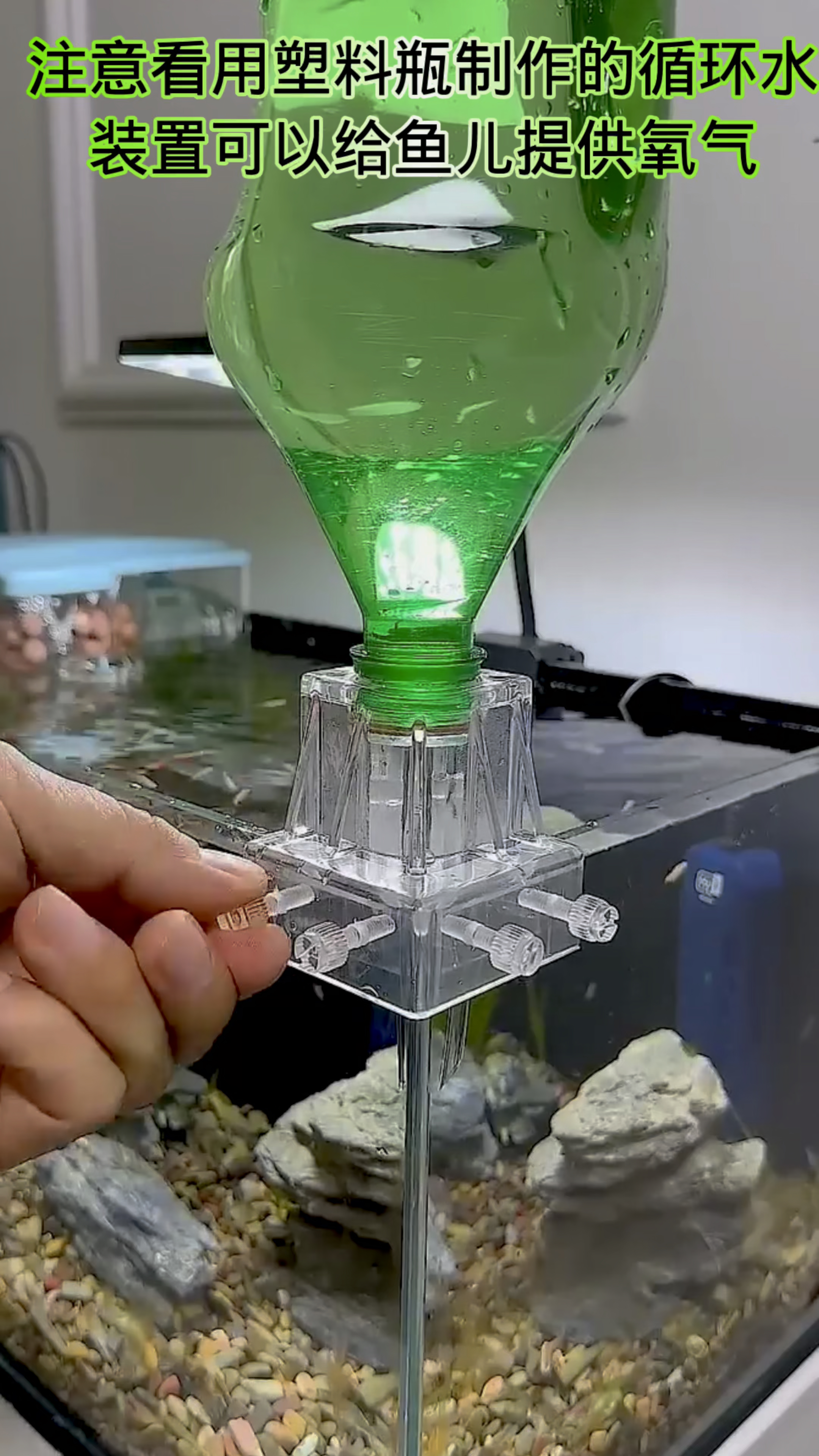 注意看用塑料瓶制作循环水可以给鱼提供氧气#养鱼