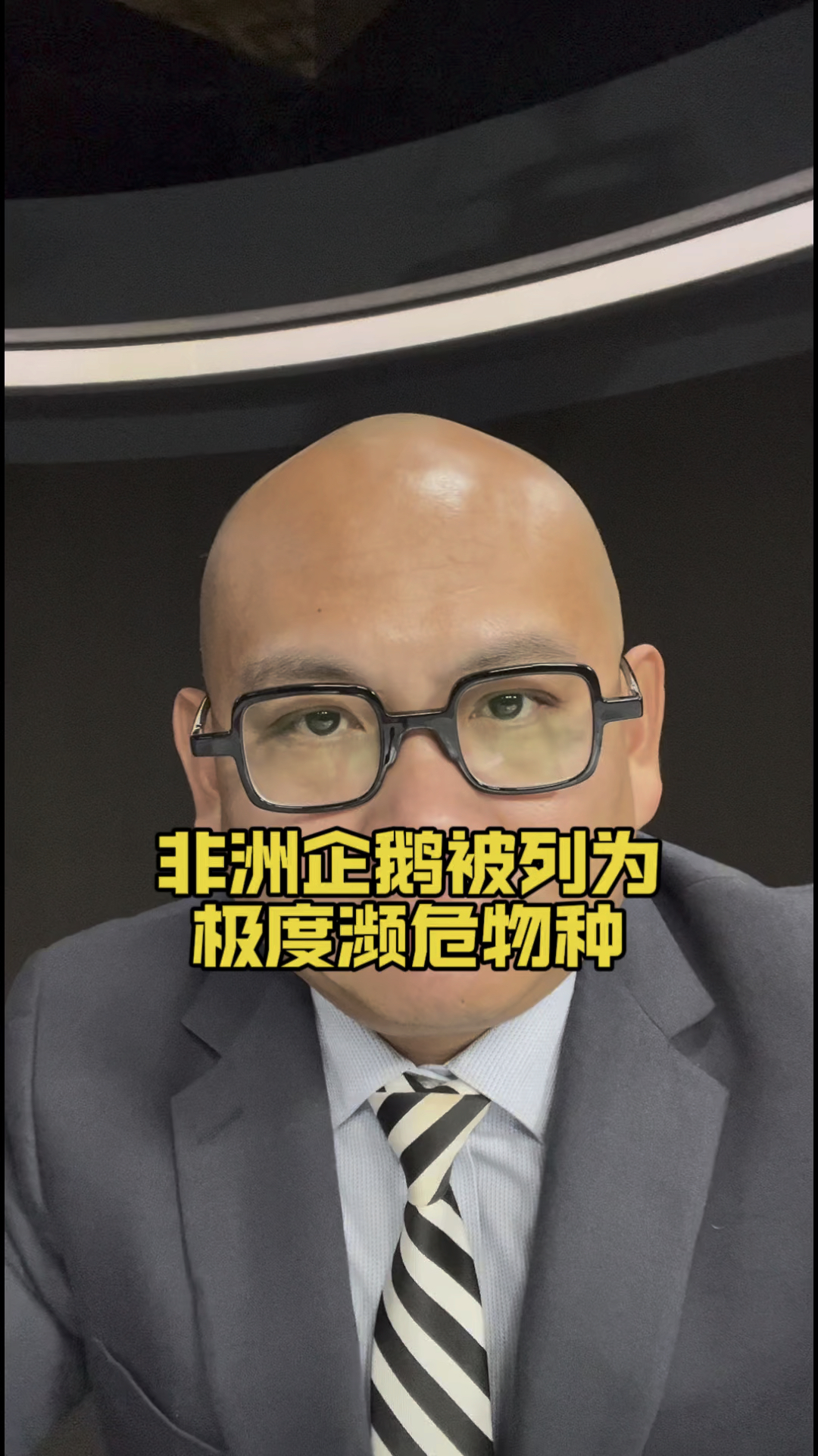 非洲企鹅被列为极度濒危物种