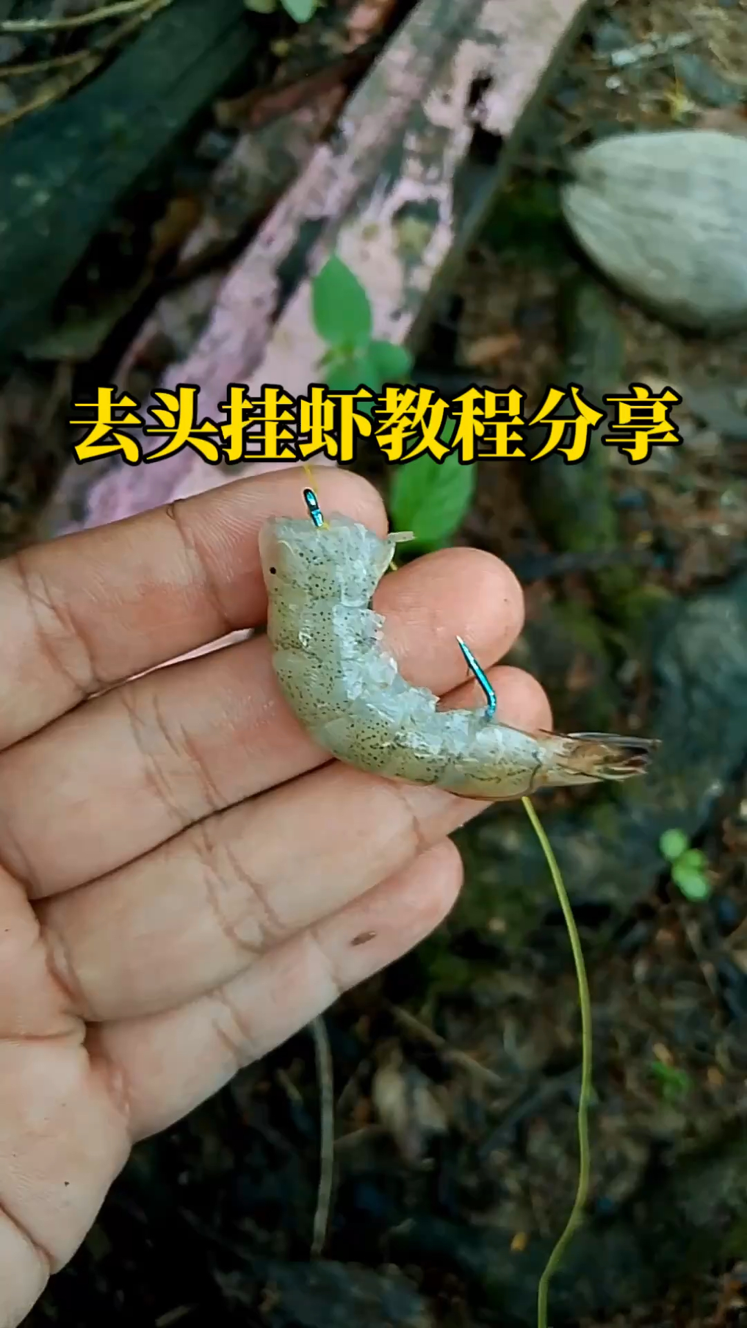 去头挂虾教程分享,喜欢用虾钓鱼的时候可以收藏起来备用