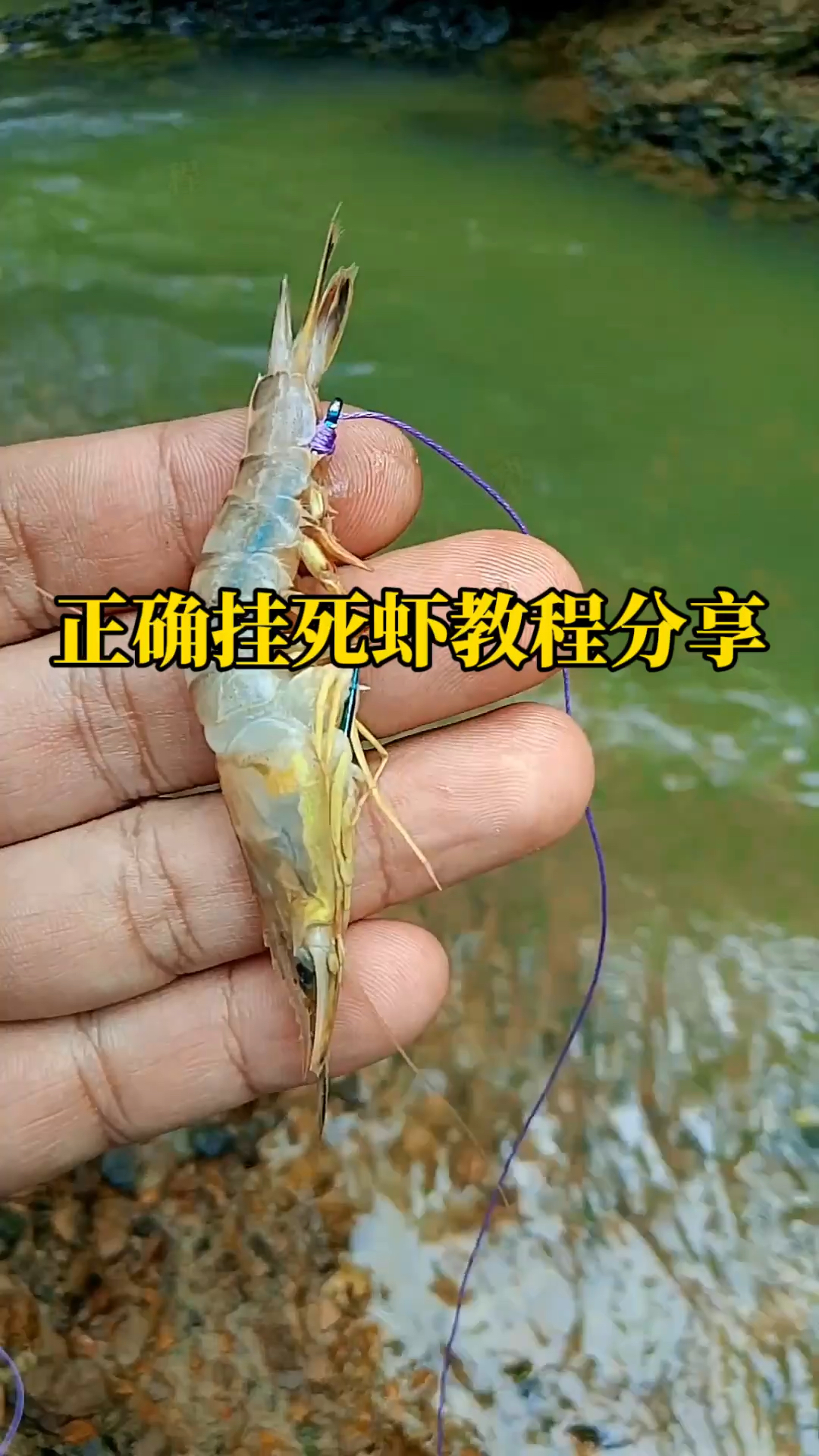 正确挂死虾教程分享,喜欢用虾钓鱼的朋友可以看一下