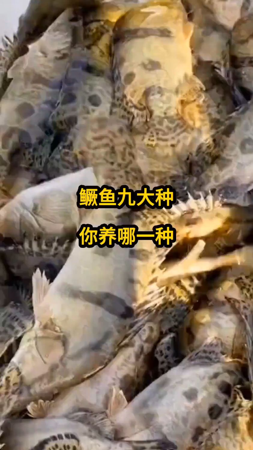 鳜鱼九大种,你养哪一种?