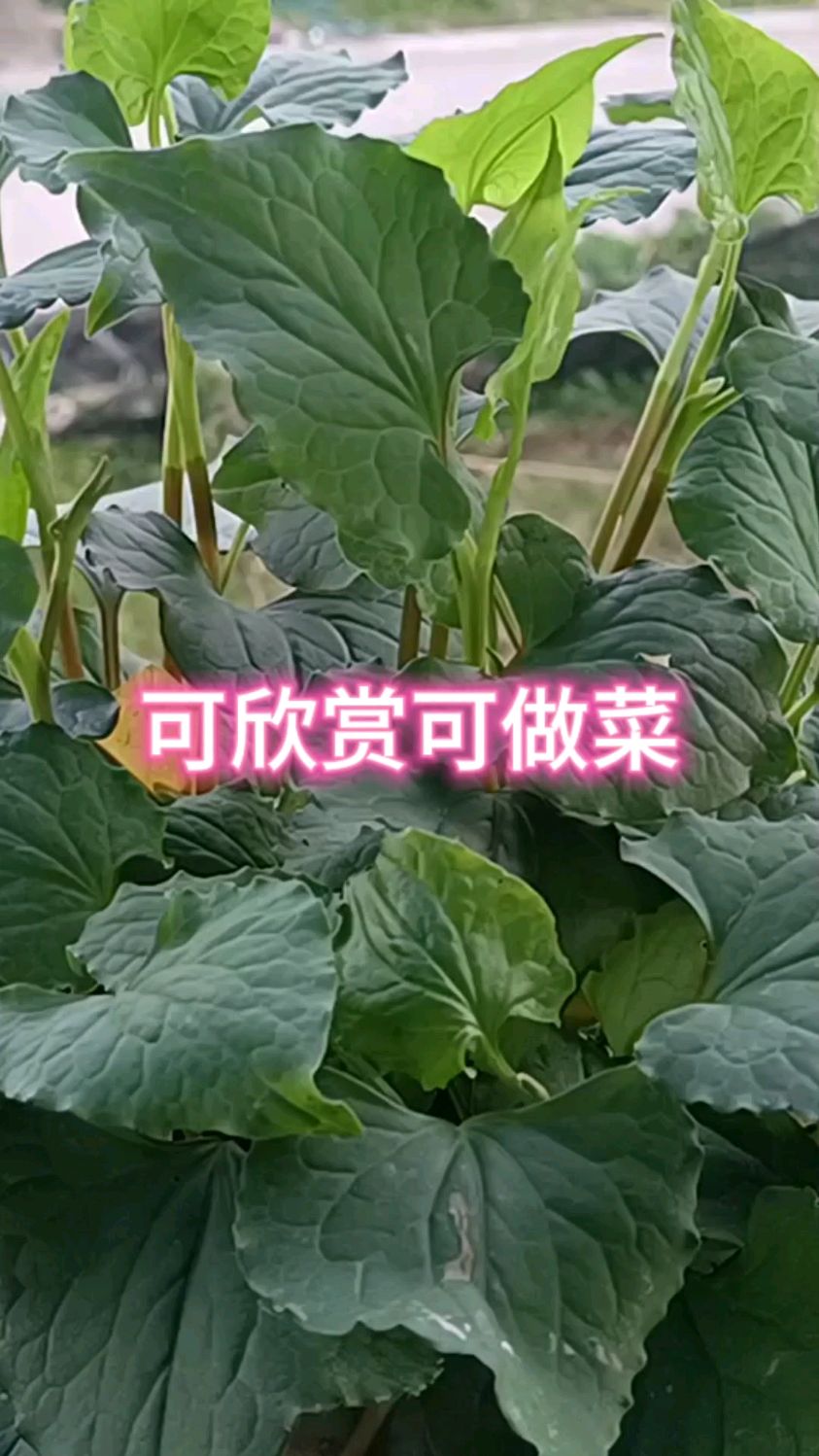 可欣赏可做菜的盆景