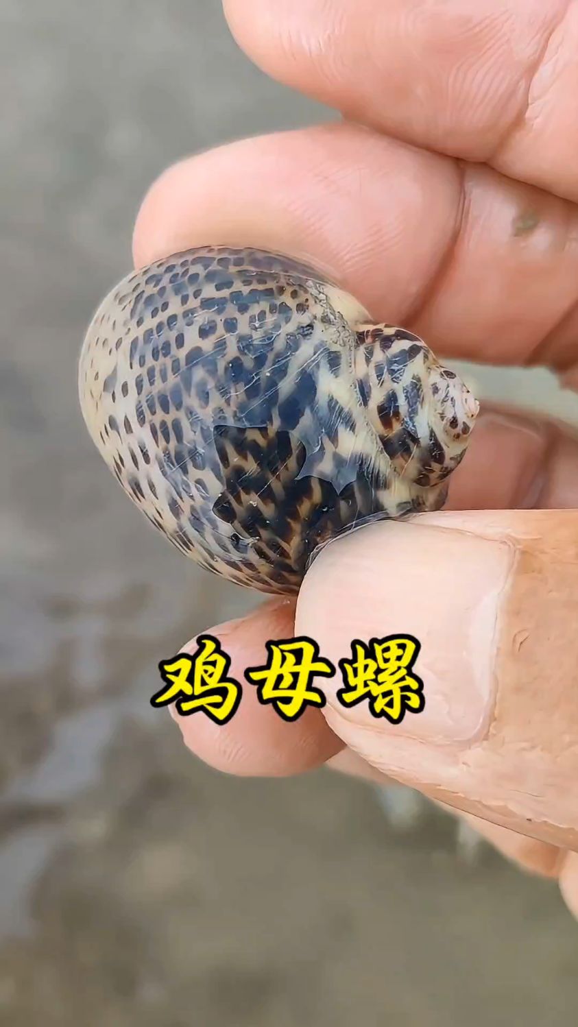 大干潮,鸡母螺密密麻麻,小渔赶海捡到手软