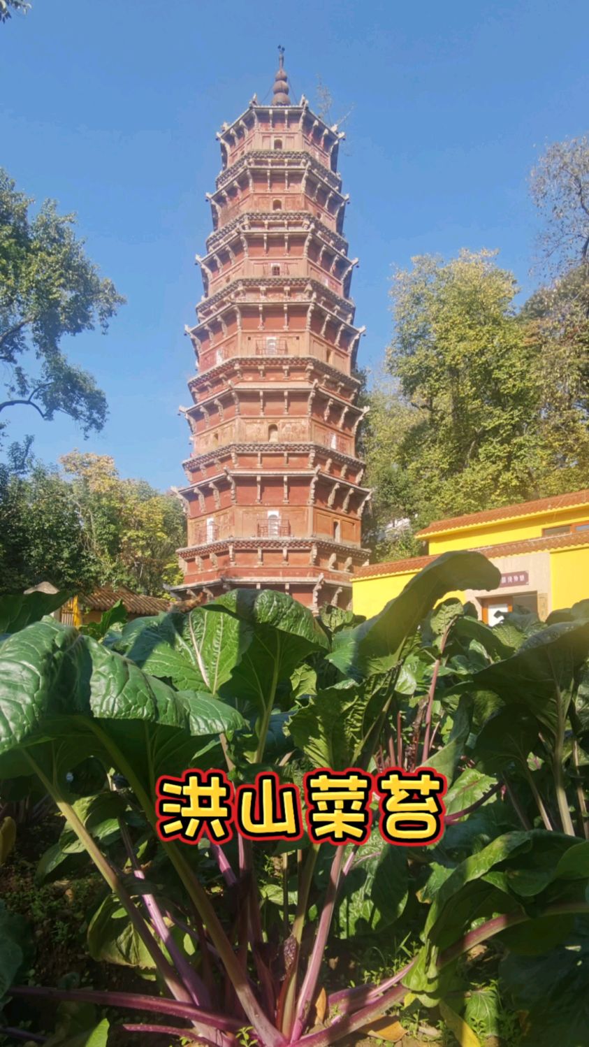 你见过真正的洪山菜苔吗?想品尝一下吧