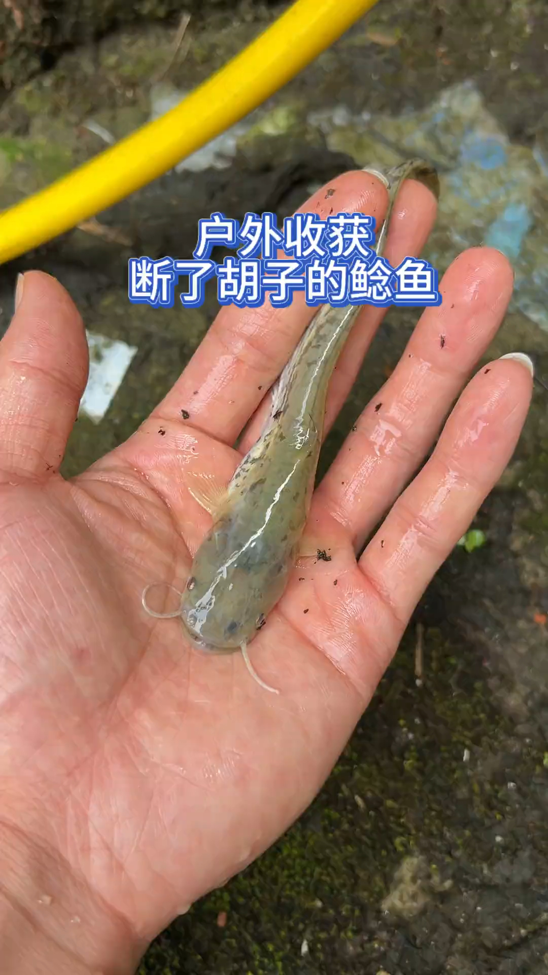 户外有收获断了胡子的鲶鱼