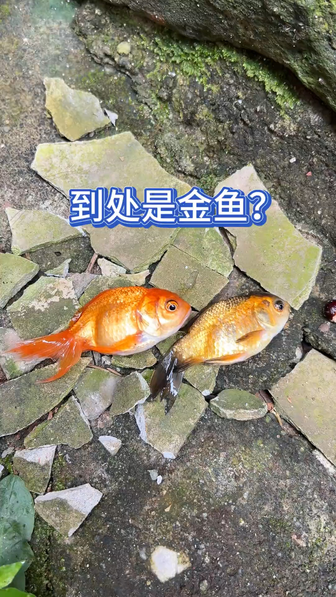 到处是金鱼????