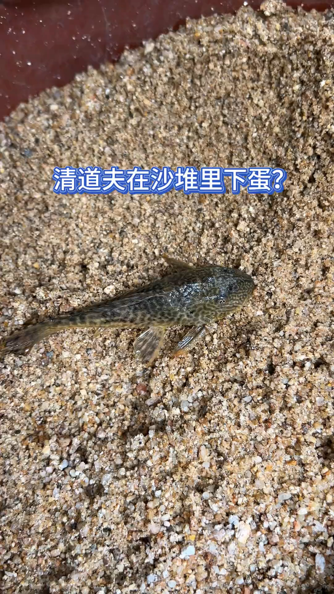 清道夫在沙堆里下蛋?