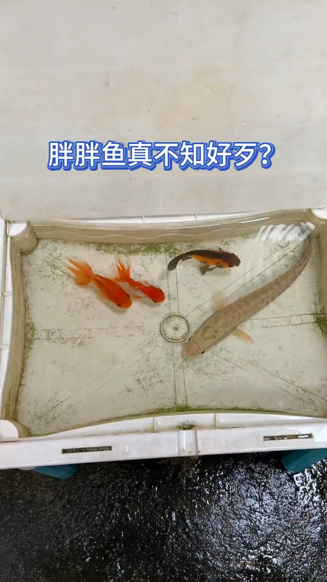 胖胖鱼真不知好歹?