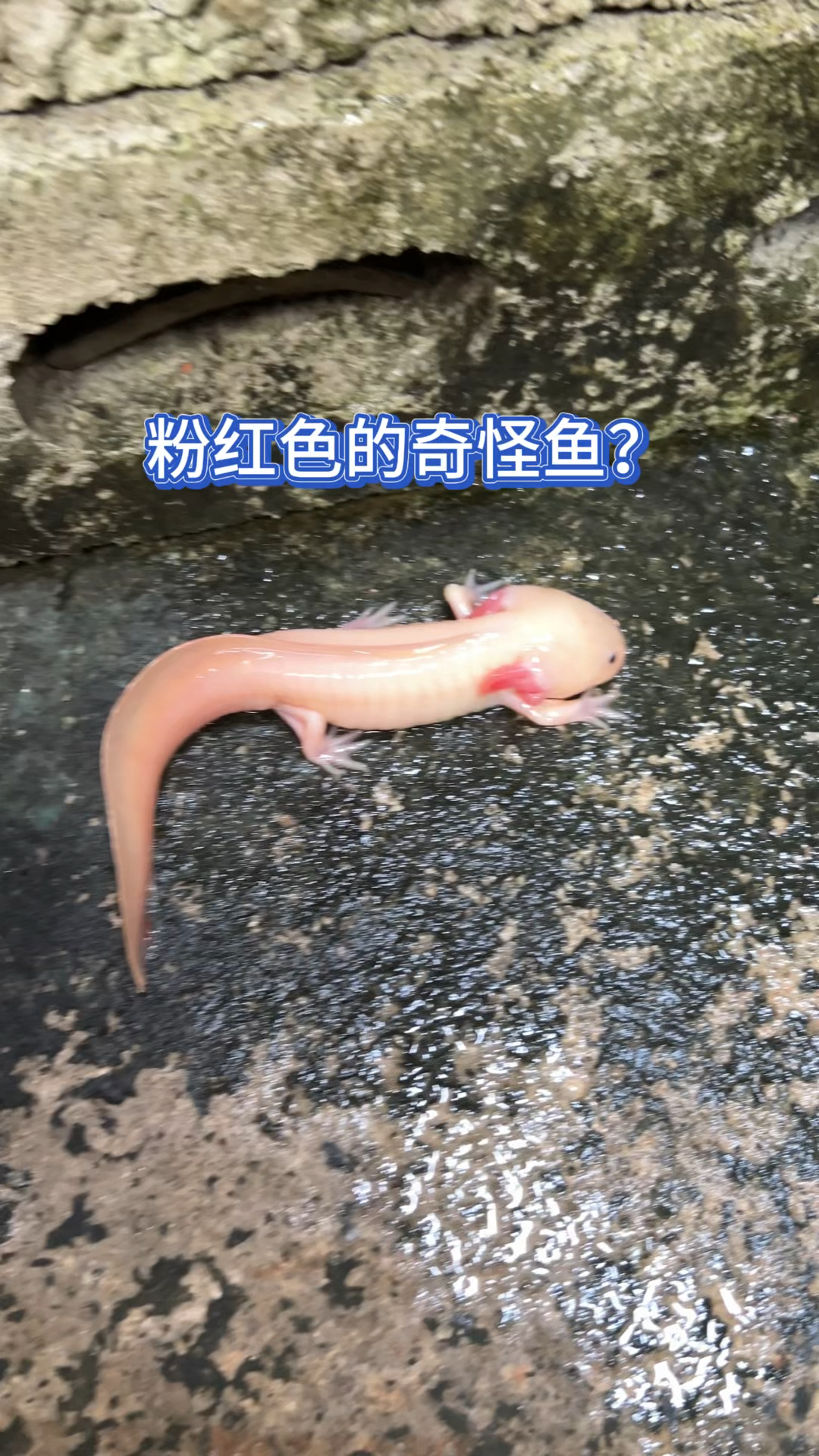 粉红色的奇怪鱼?