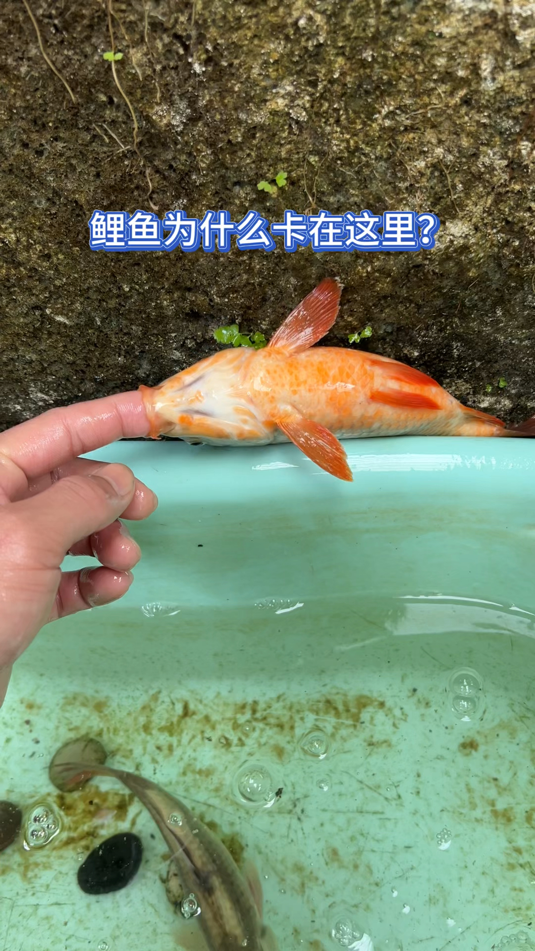 鲤鱼为什么卡在这里