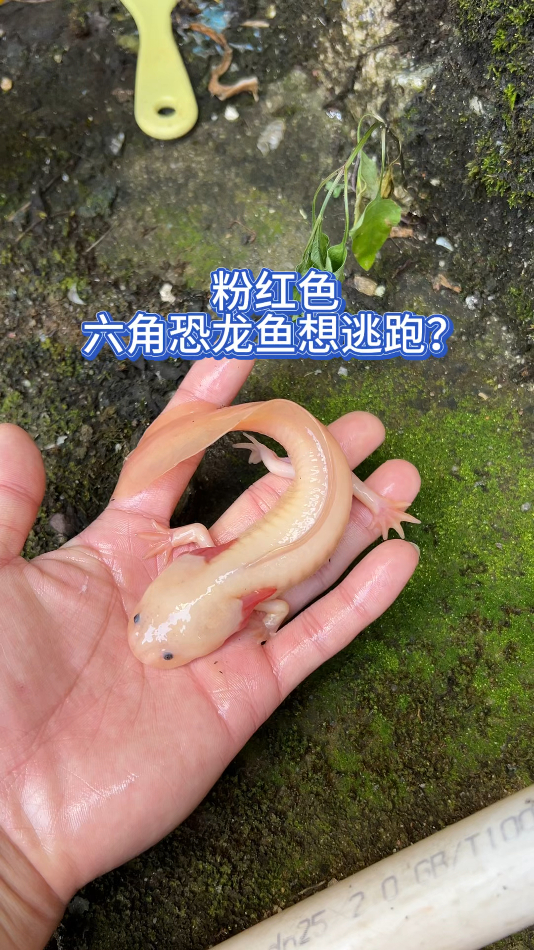 粉红色六角恐龙鱼想逃跑?