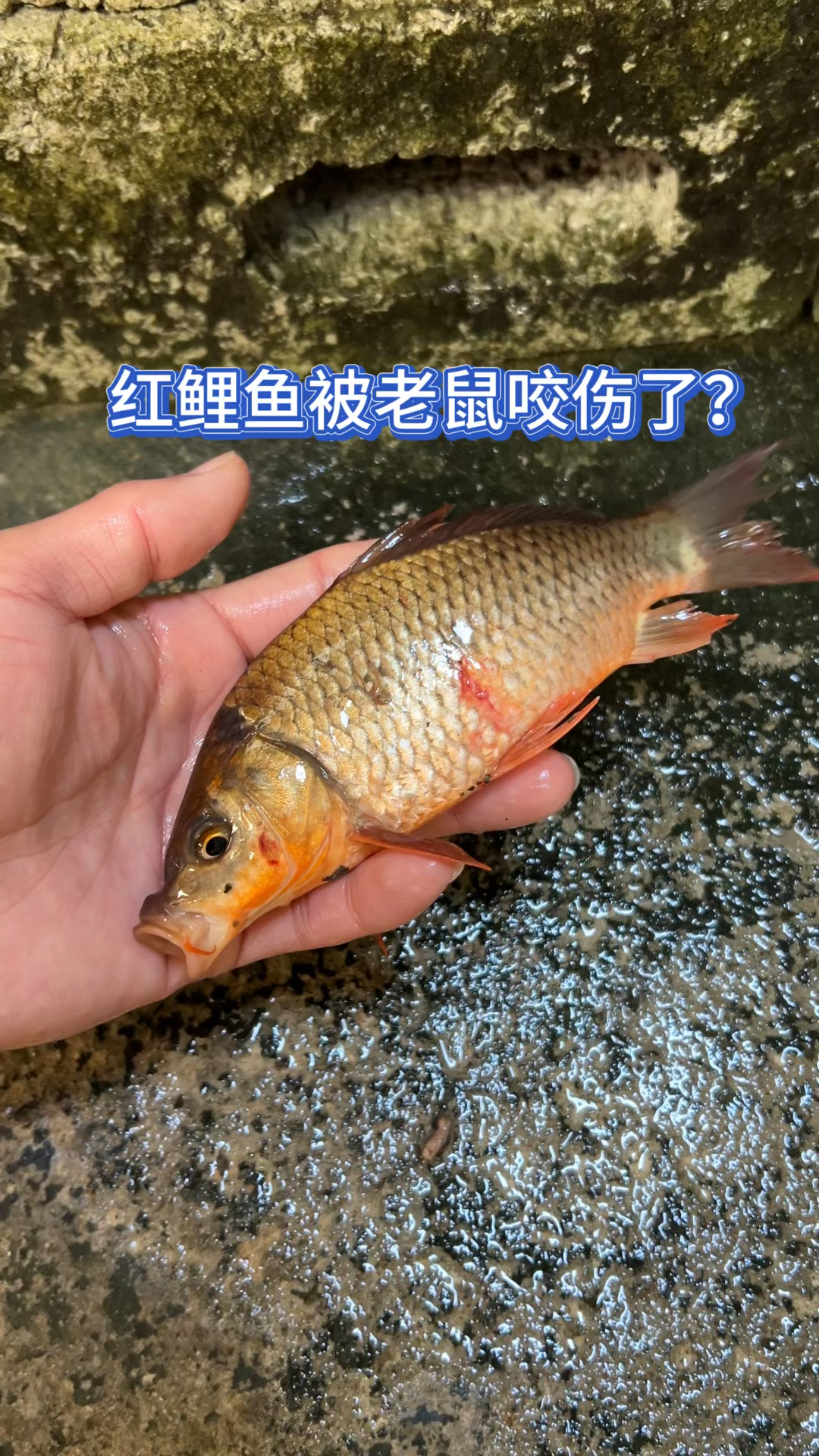 红鲤鱼被老鼠咬伤了?