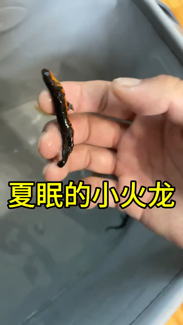 六角恐龙鱼真的嗝屁了?