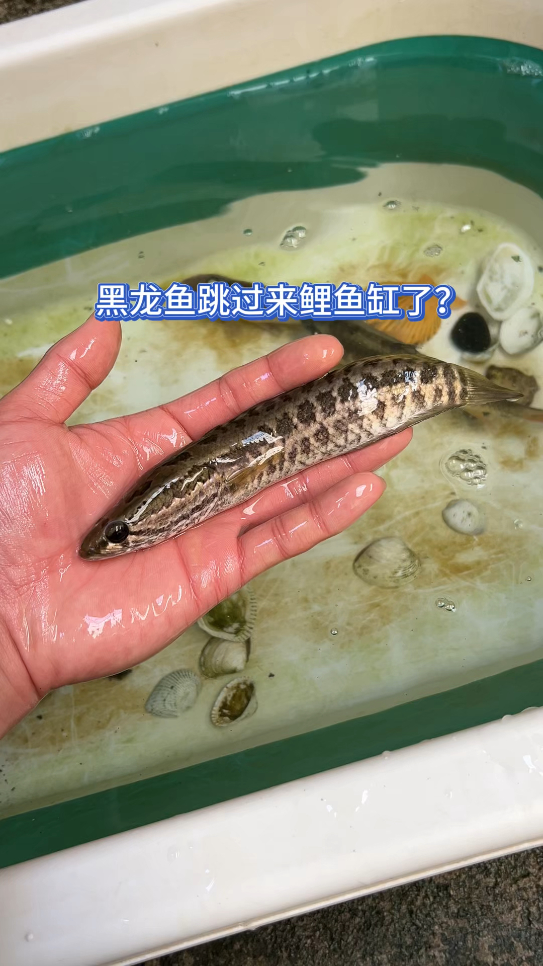 黑龙鱼跳过来鲤鱼缸了?