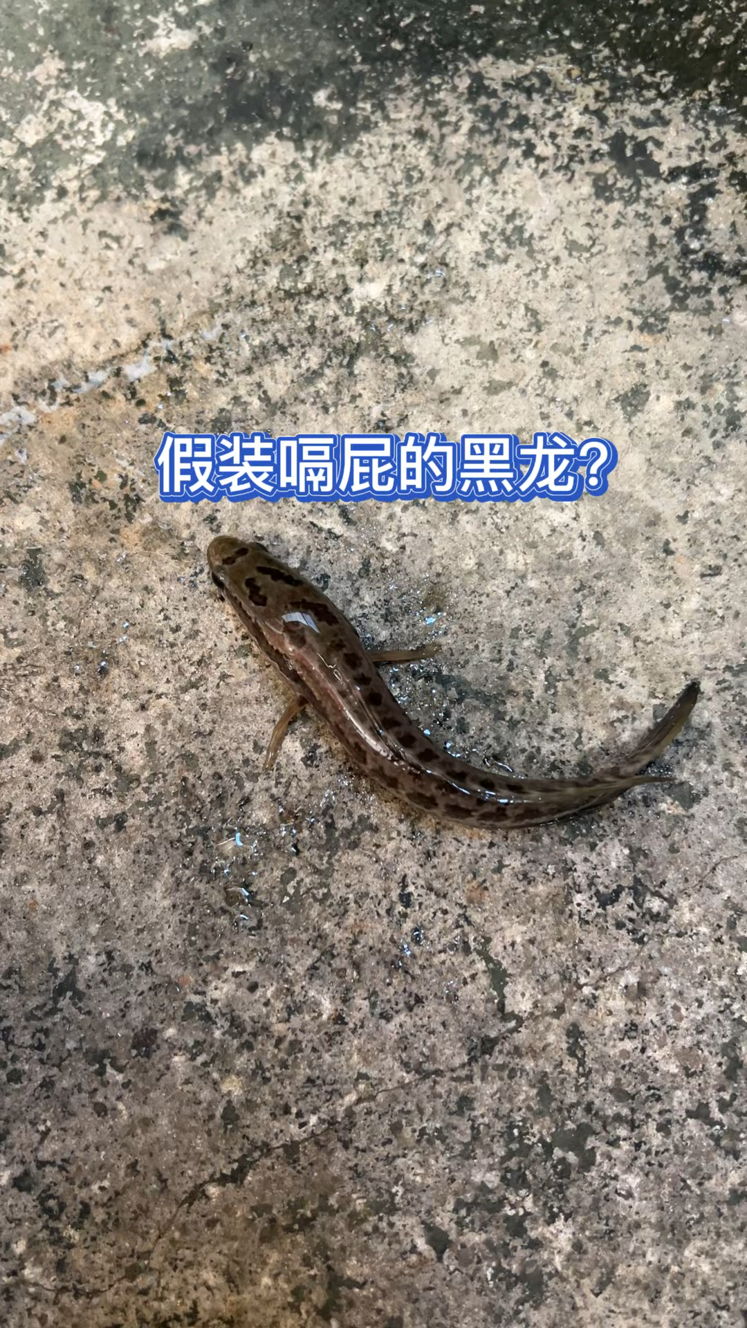 假装嗝屁的黑龙鱼?